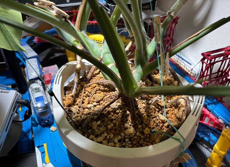 Monstera