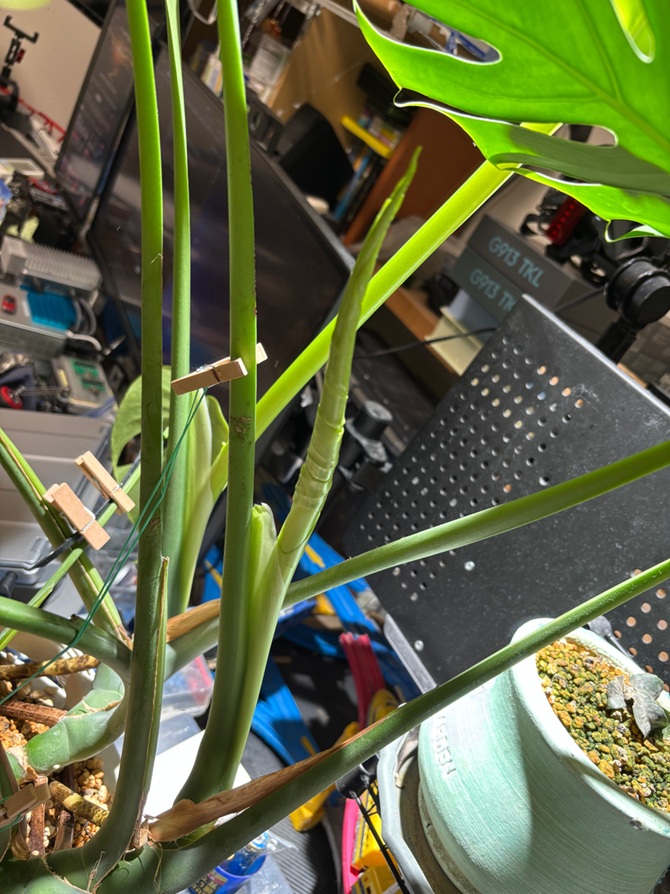Monstera