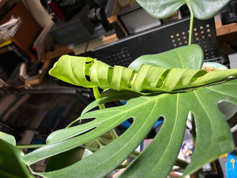Monstera