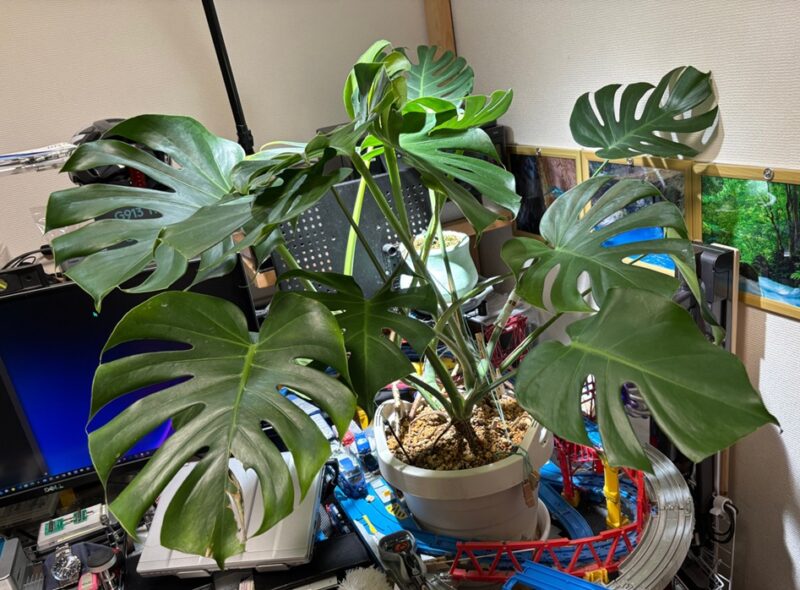 Monstera