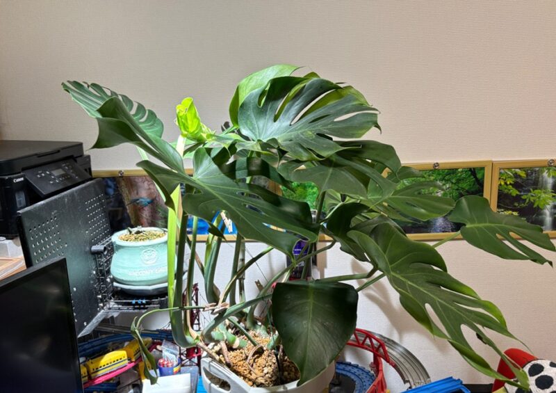 Monstera