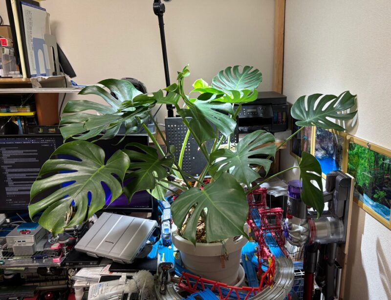 Monstera