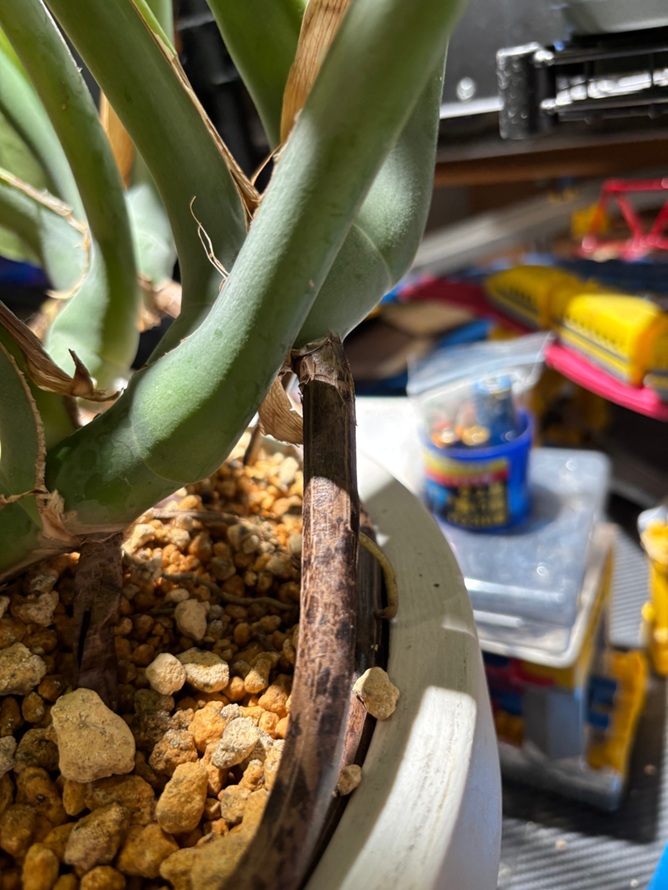 Monstera