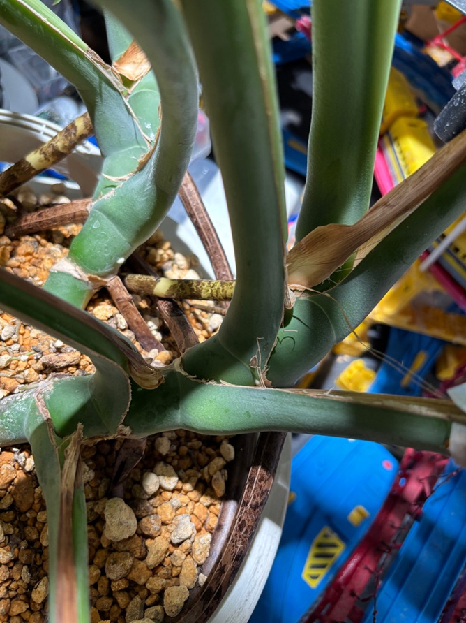 Monstera