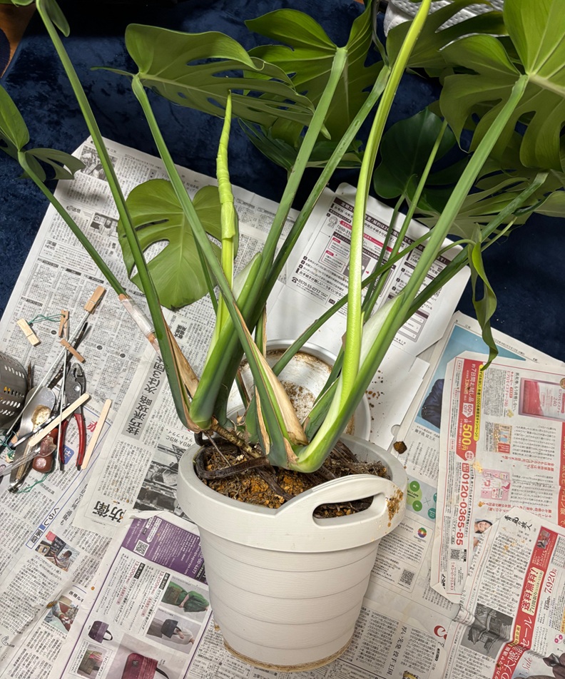 Monstera