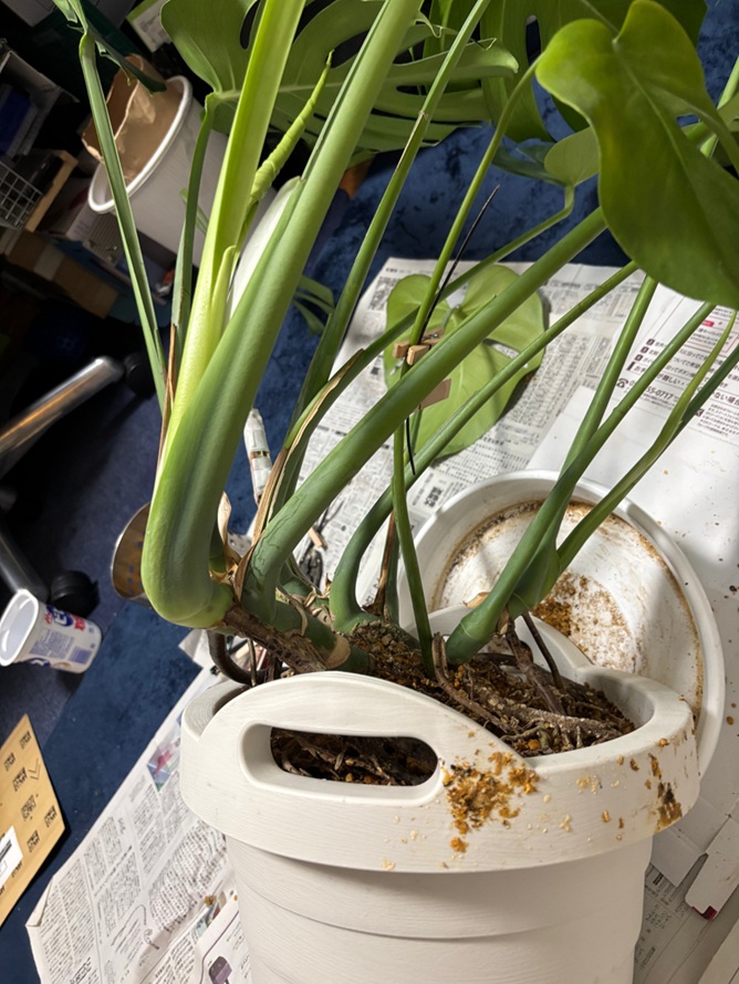 Monstera