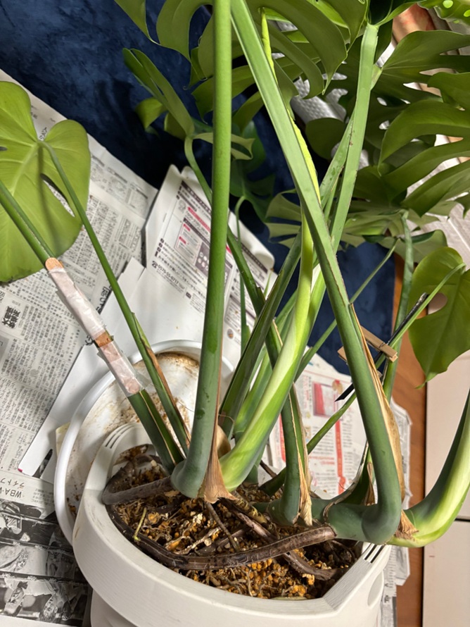 Monstera