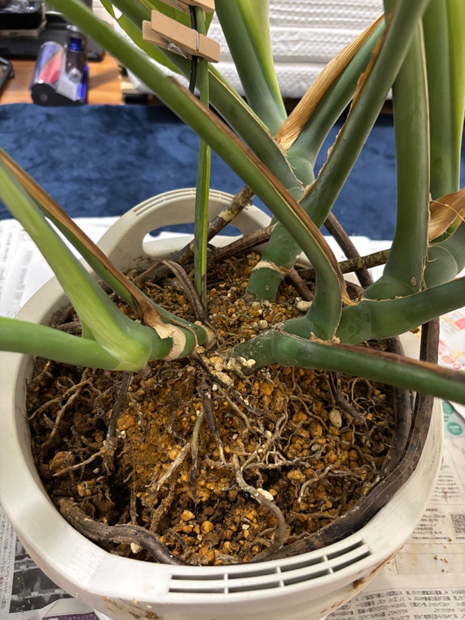 Monstera