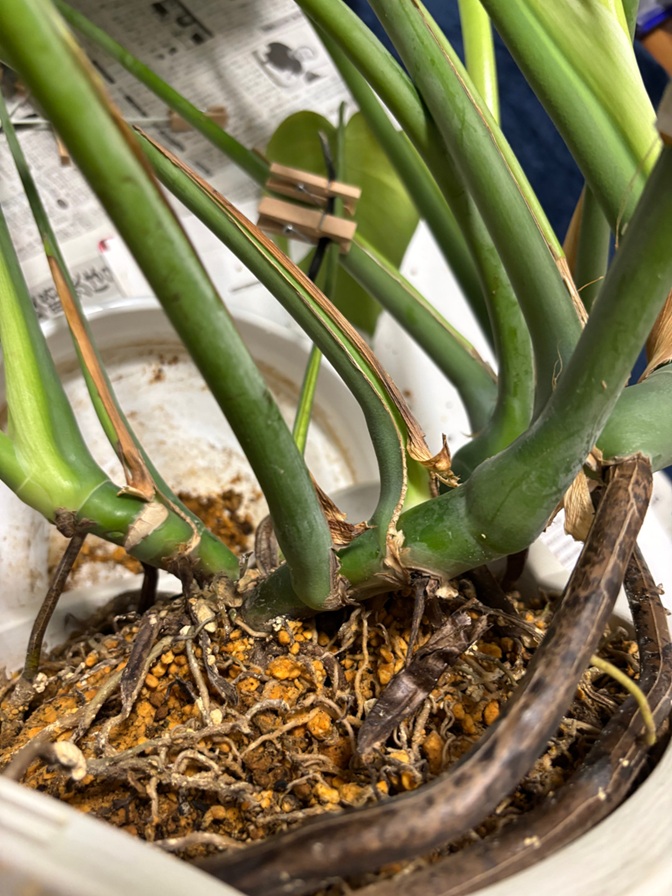 Monstera