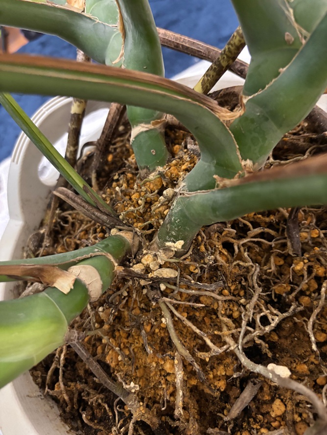 Monstera