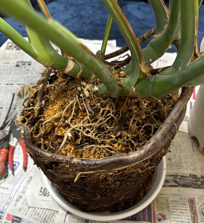 Monstera