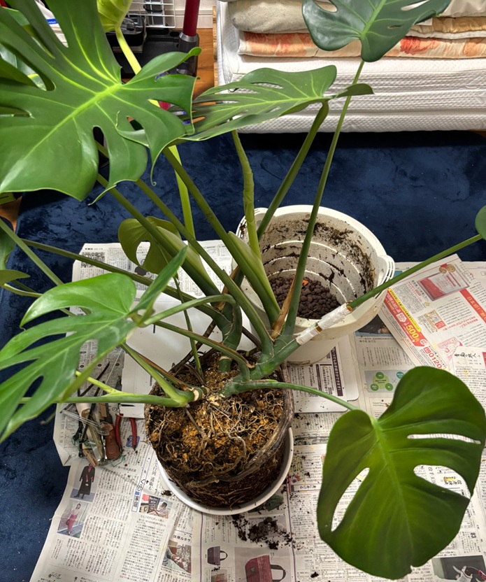 Monstera