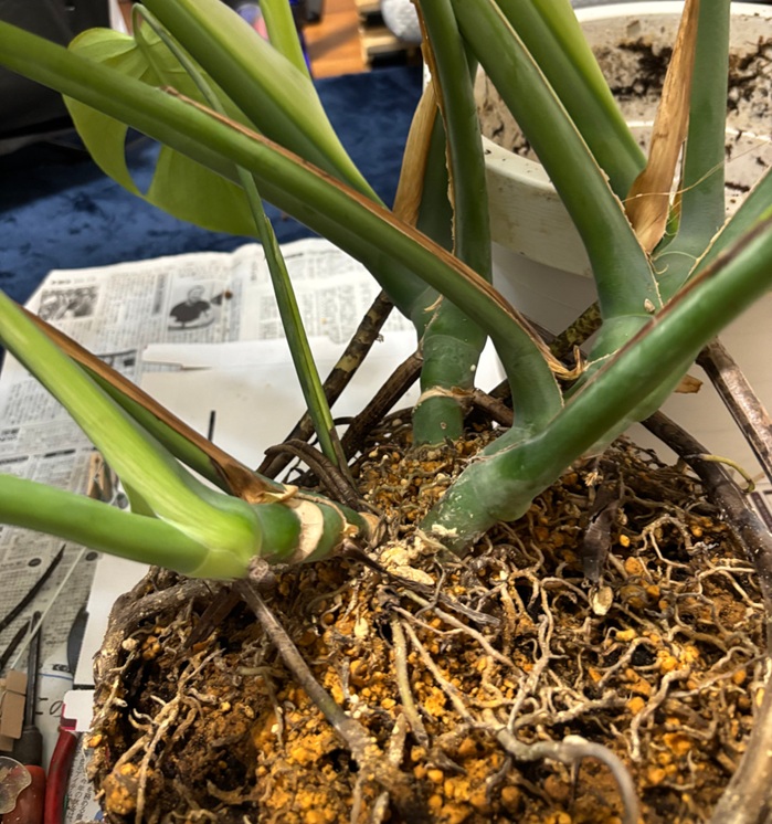 Monstera