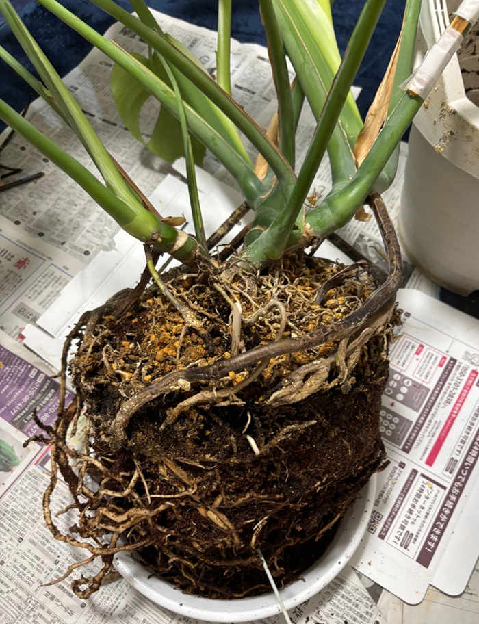 Monstera
