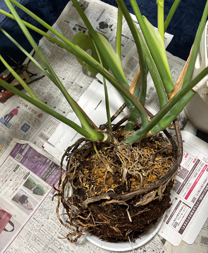 Monstera