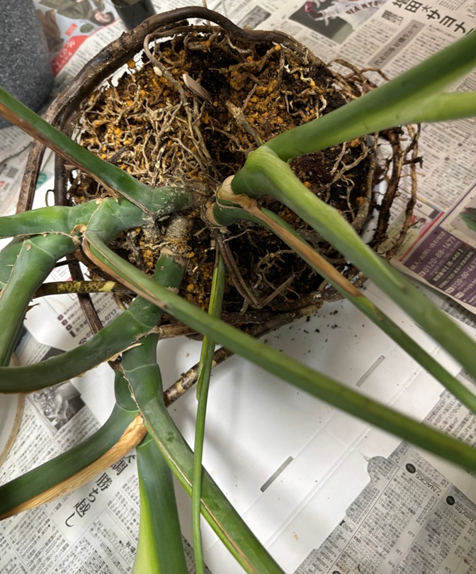 Monstera
