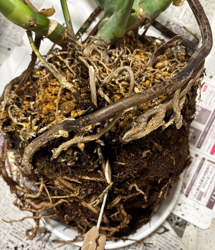 Monstera