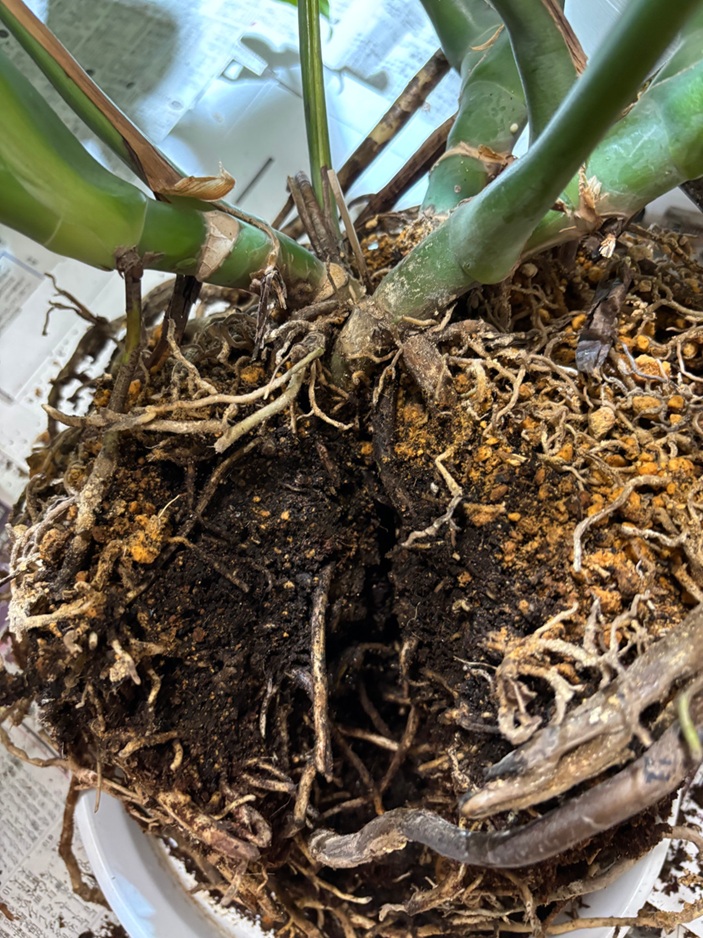 Monstera