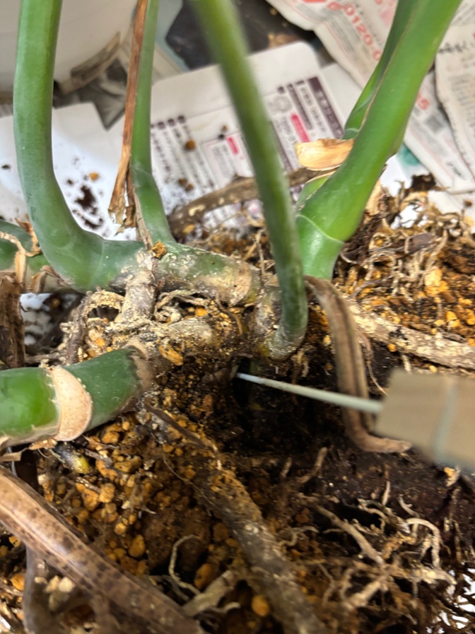 Monstera