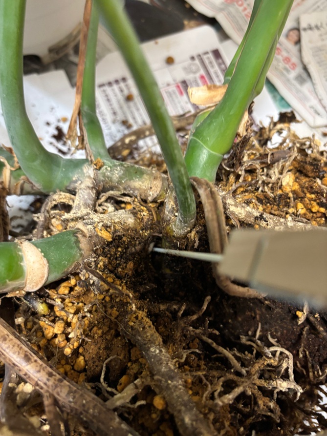 Monstera
