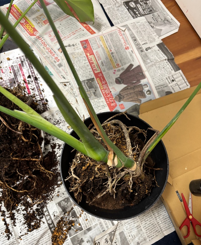 Monstera