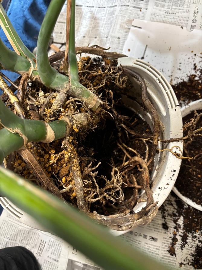 Monstera