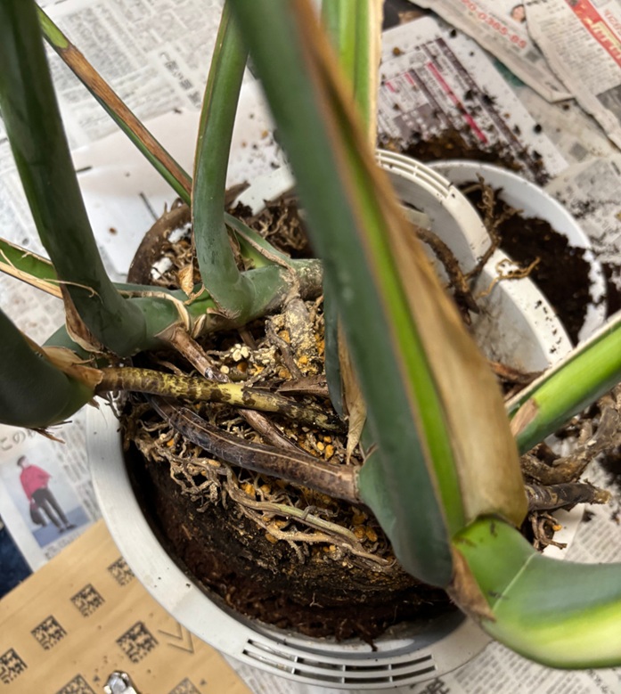 Monstera