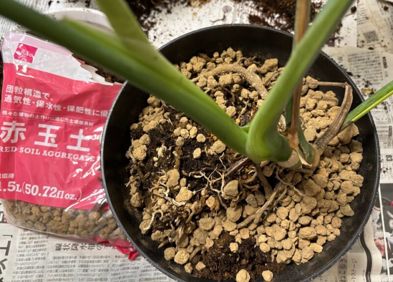Monstera
