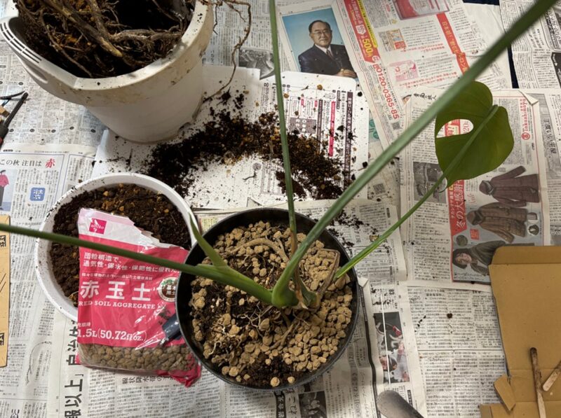Monstera