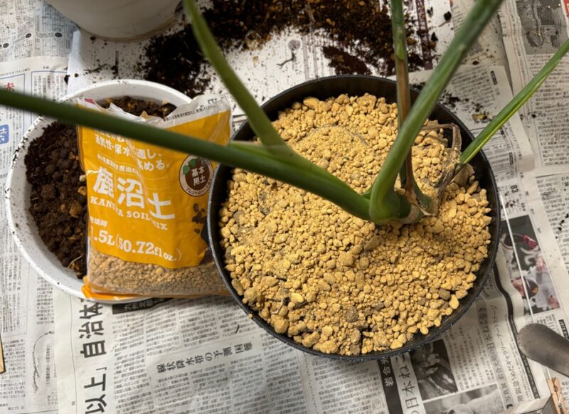 Monstera