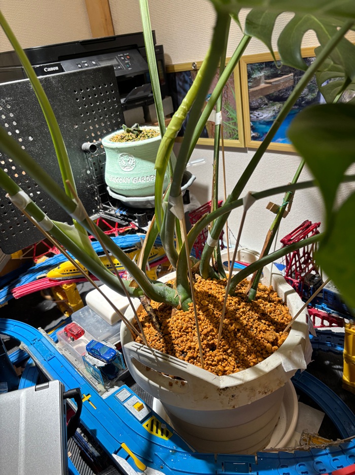 Monstera
