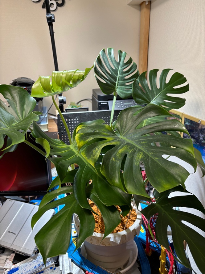 Monstera