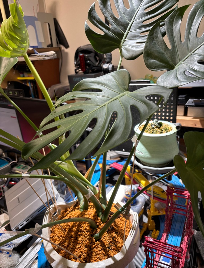 Monstera
